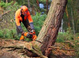 Trusted Paden City, WV Tree Care Experts