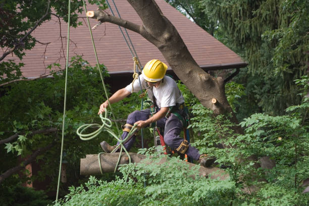 How Our Tree Care Process Works  in  Paden City, WV
